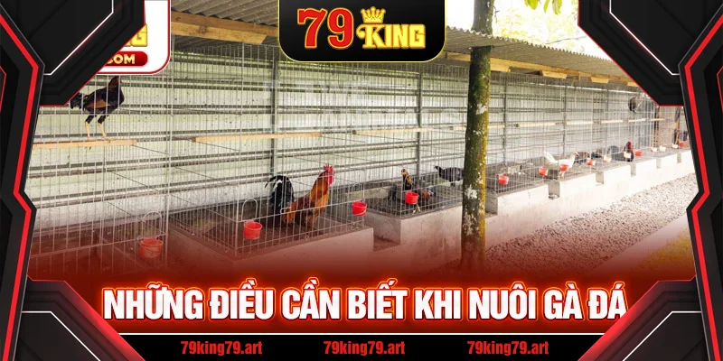 Những điều cần biết khi nuôi gà đá Những điều cần biết khi nuôi gà đá