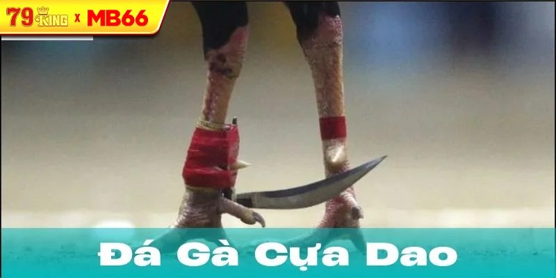 Cách chọn và huấn luyện gà đá cựa dao Cách chọn và huấn luyện gà đá cựa dao