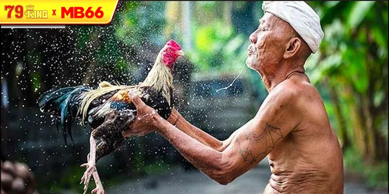 Cách nuôi và huấn luyện gà đá truyền thống Cách nuôi và huấn luyện gà đá truyền thống