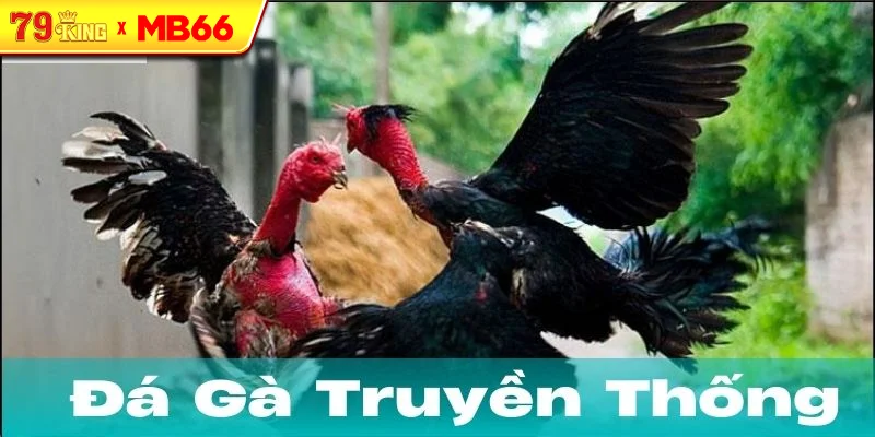 Những lưu ý quan trọng khi tham gia đá gà truyền thống Những lưu ý quan trọng khi tham gia đá gà truyền thống
