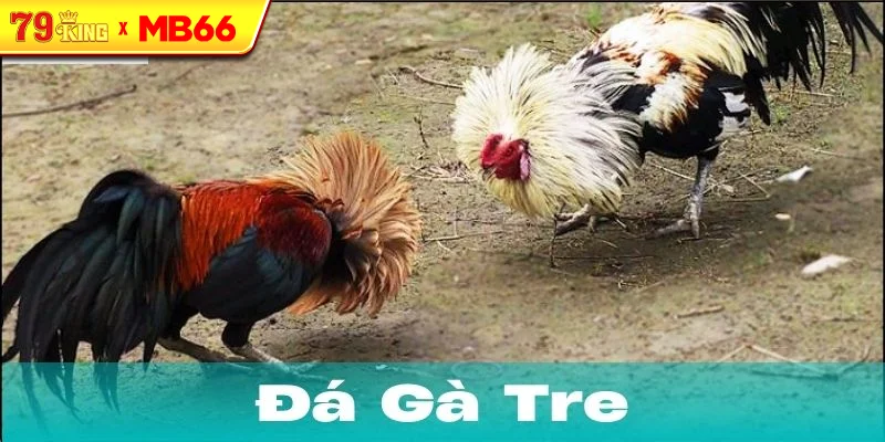 Nguồn gốc và sự phát triển của đá gà tre Nguồn gốc và sự phát triển của đá gà tre