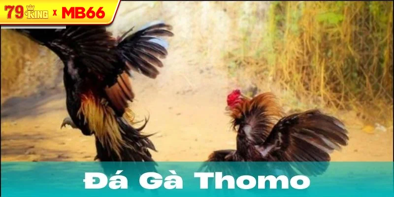 Khái Niệm Về Đá Gà Thomo Khái Niệm Về Đá Gà Thomo