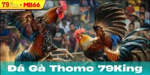 Đá Gà Thomo trong đời sống hiện đại