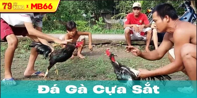 Lịch sử và ý nghĩa của đá gà cựa sắt Lịch sử và ý nghĩa của đá gà cựa sắt