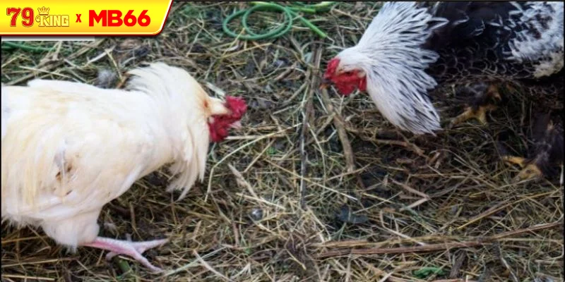 Luật chơi đá gà cựa sắt cơ bản Luật chơi đá gà cựa sắt cơ bản
