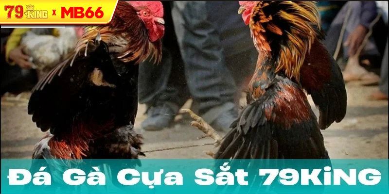 Đá gà cựa sắt và khía cạnh pháp lý Đá gà cựa sắt và khía cạnh pháp lý