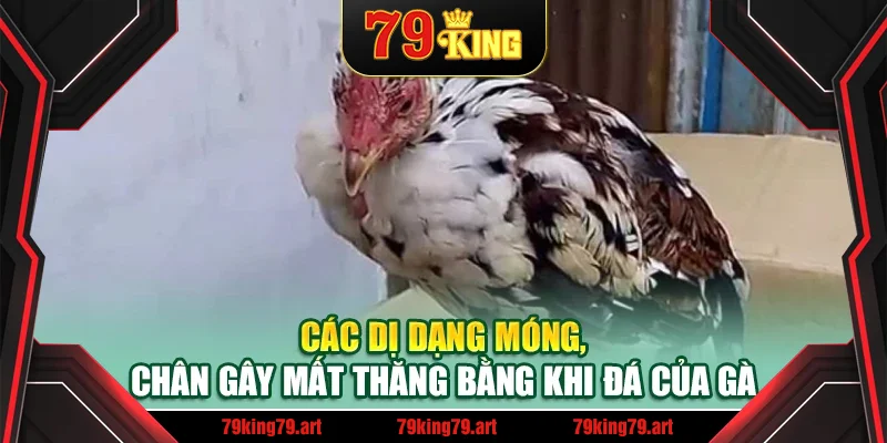Các dị dạng móng, chân gây mất thăng bằng khi đá của gà Các dị dạng móng, chân gây mất thăng bằng khi đá của gà