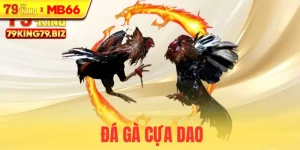 Đá gà cựa dao tại 79king