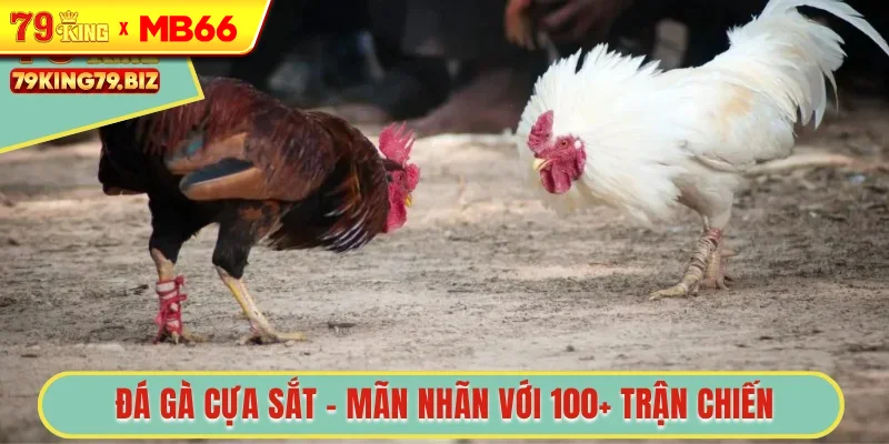 Đá gà cựa sắt 79king
