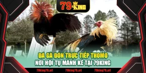Đá Gà Đòn Trực Tiếp Thomo – Nơi Hội Tụ Mãnh Kê Tại 79King