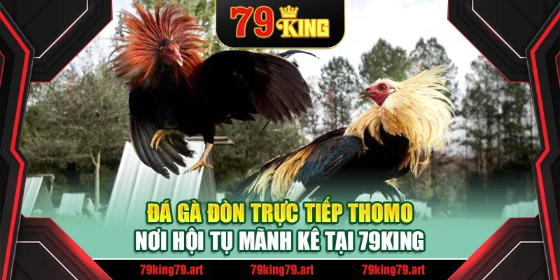Đá Gà Đòn Trực Tiếp Thomo – Nơi Hội Tụ Mãnh Kê Tại 79King
