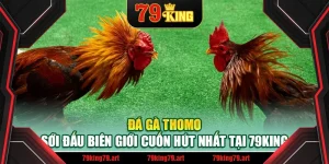 Đá Gà Thomo – Sới Đấu Biên Giới Cuốn Hút Nhất Tại 79King