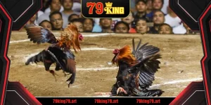 Đá Gà Trực Tiếp C3 79KING – Đặt Cược Và Xem Trận Đấu Hấp Dẫn