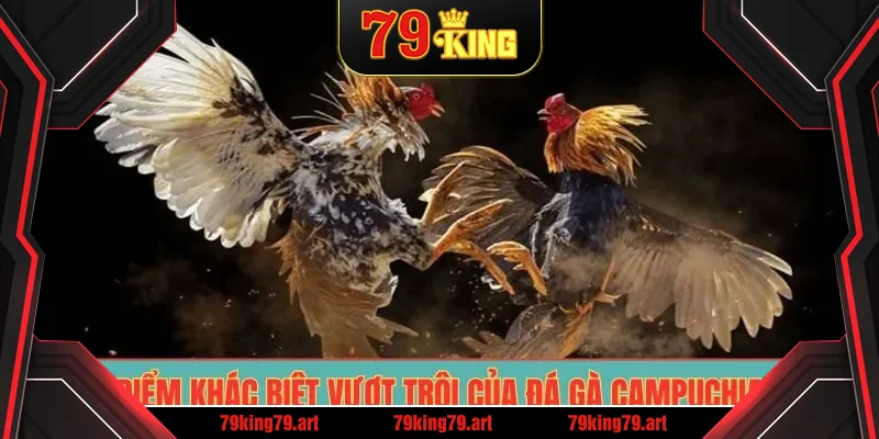 Điểm khác biệt vượt trội của đá gà Campuchia Điểm khác biệt vượt trội của đá gà Campuchia