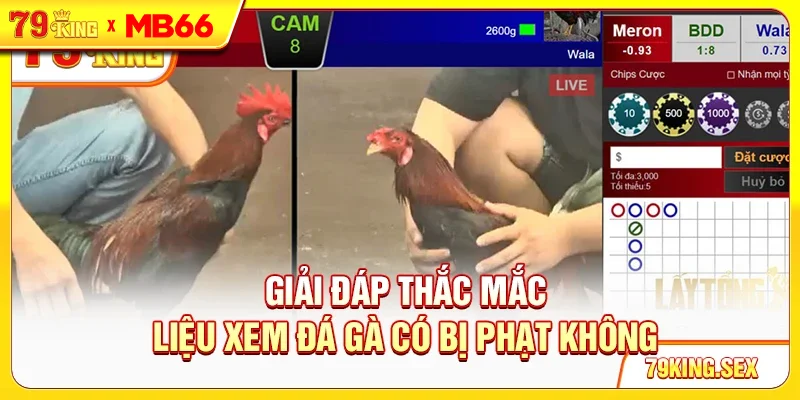 Giải đáp thắc mắc liệu xem đá gà có bị phạt không Giải đáp thắc mắc liệu xem đá gà có bị phạt không