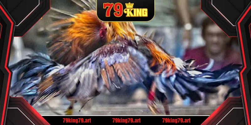 Giới thiệu loại hình thu hút đá gà trực tiếp C3 79KING Giới thiệu loại hình thu hút đá gà trực tiếp C3 79KING