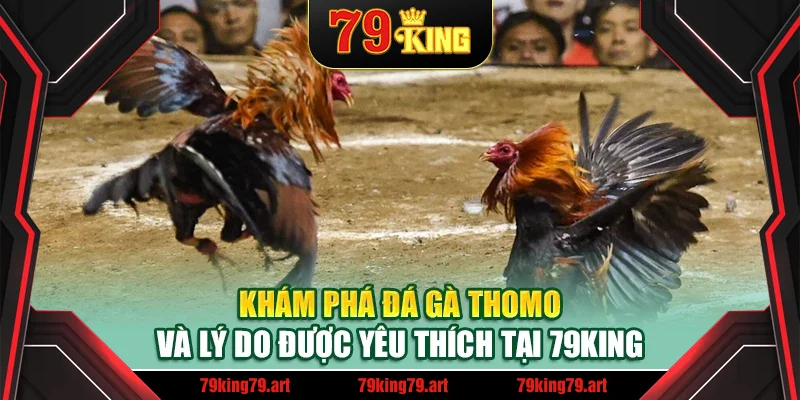 Khám phá đá gà Thomo và lý do được yêu thích tại 79King Khám phá đá gà Thomo và lý do được yêu thích tại 79King
