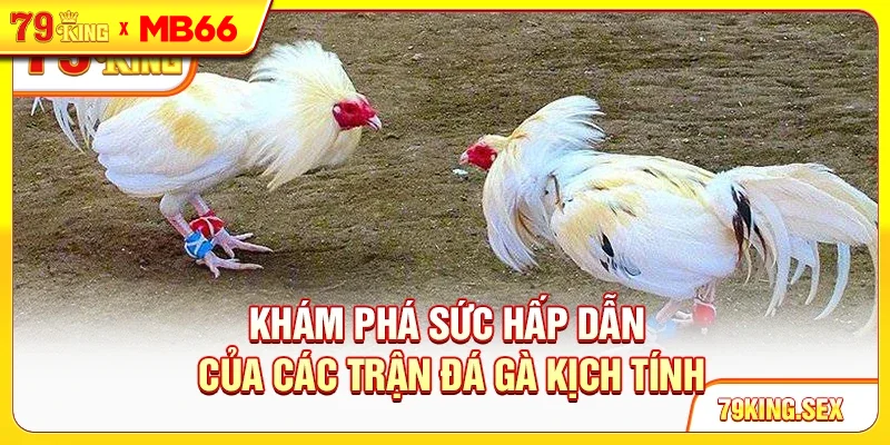 Khám phá sức hấp dẫn của các trận đá gà kịch tính Khám phá sức hấp dẫn của các trận đá gà kịch tính