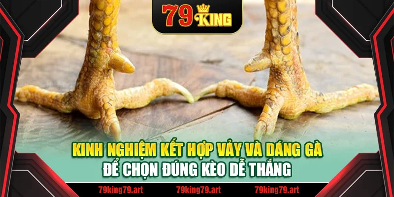 Kinh nghiệm kết hợp vảy và dáng gà để chọn đúng kèo dễ thắng Kinh nghiệm kết hợp vảy và dáng gà để chọn đúng kèo dễ thắng