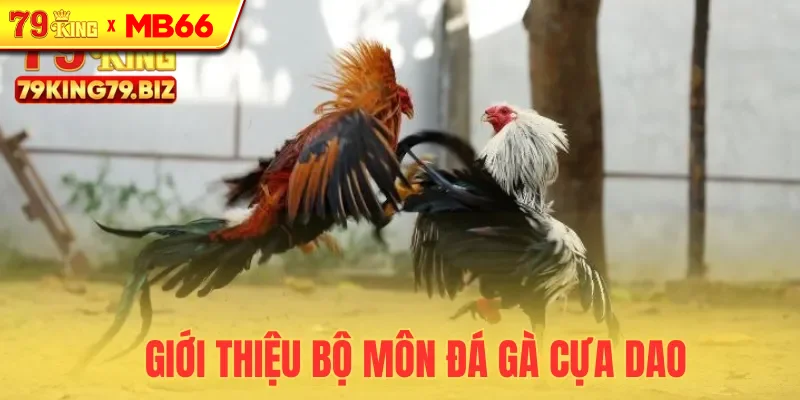 Khám phá bộ môn đá gà cựa dao hấp dẫn Khám phá bộ môn đá gà cựa dao hấp dẫn