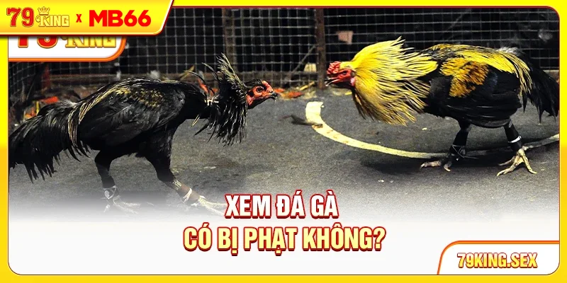 Xem đá gà có bị phạt không?